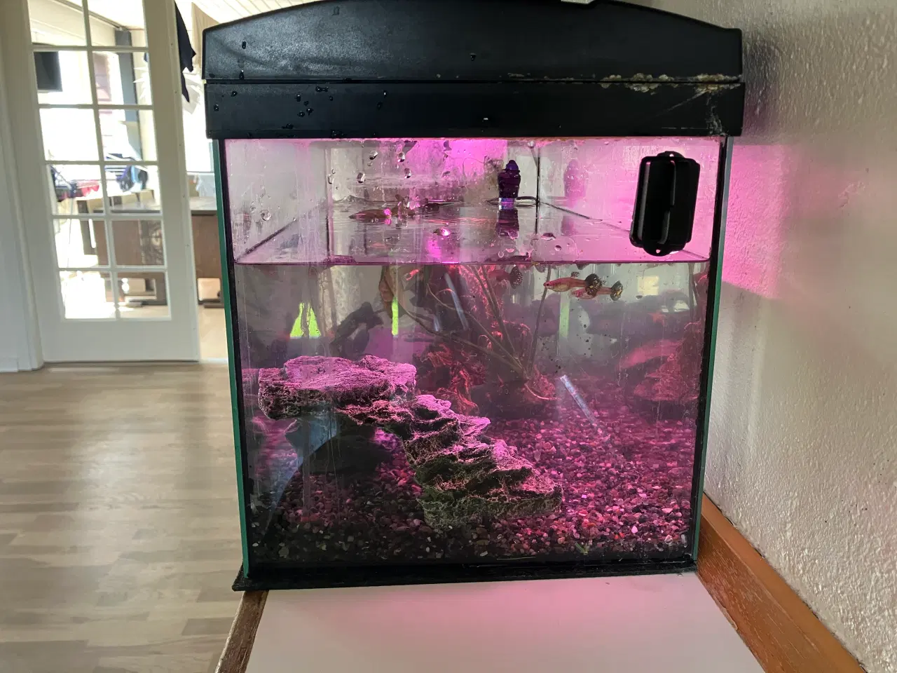 Billede 2 - Akvarium og fisk