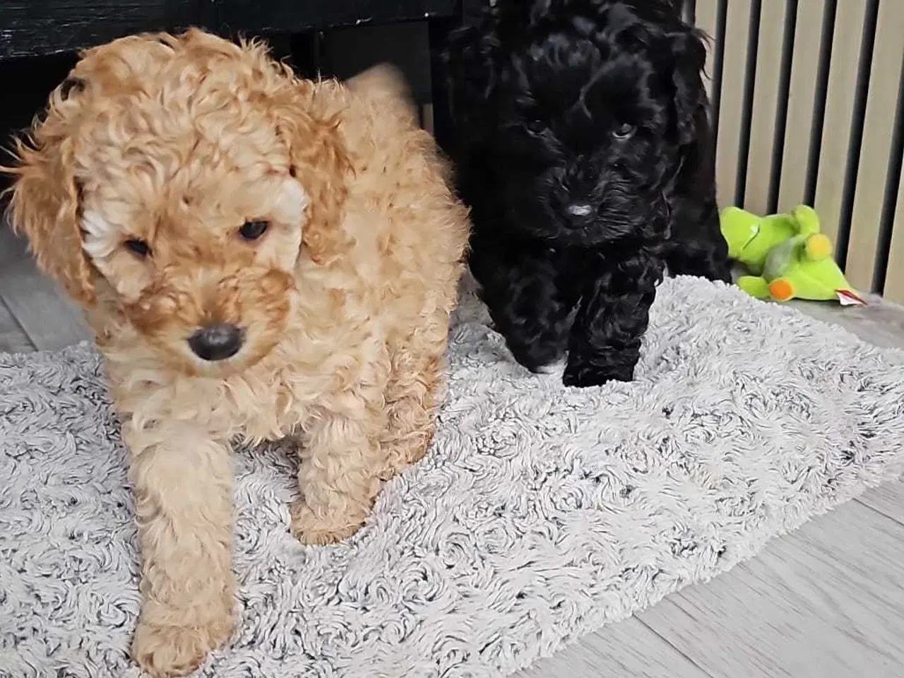 Billede 5 - Cavapoo f1b 