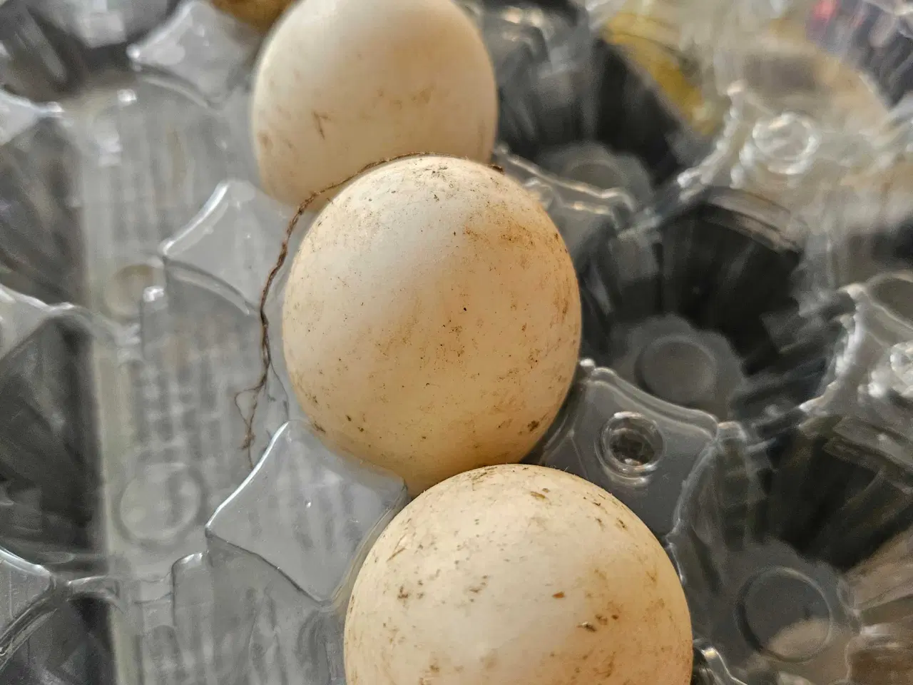 Billede 3 - Rugeæg fra løbeænder sælges