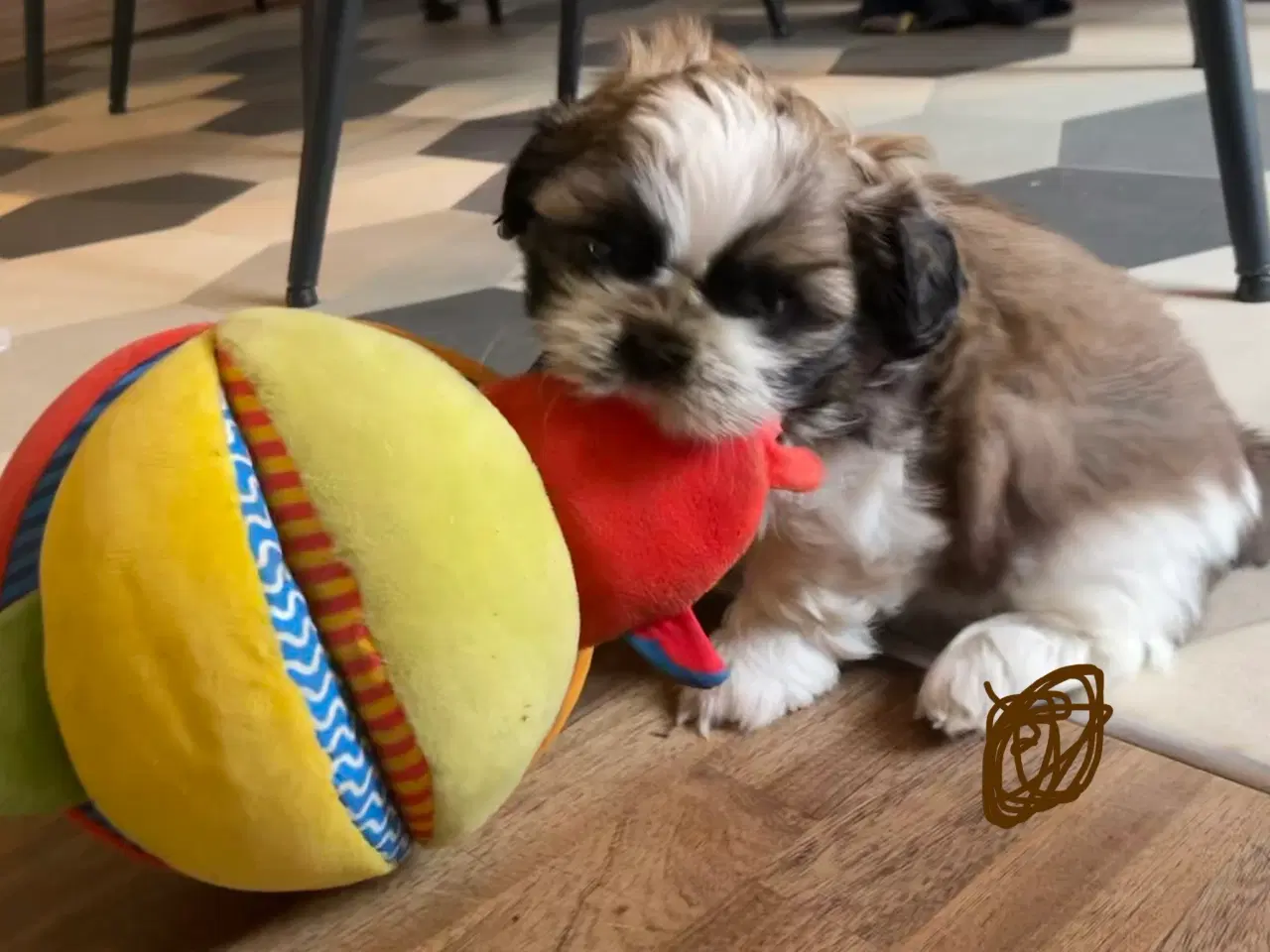 Billede 3 - 4 små Shih Tzu hvalpe mangler nye hjem🐶