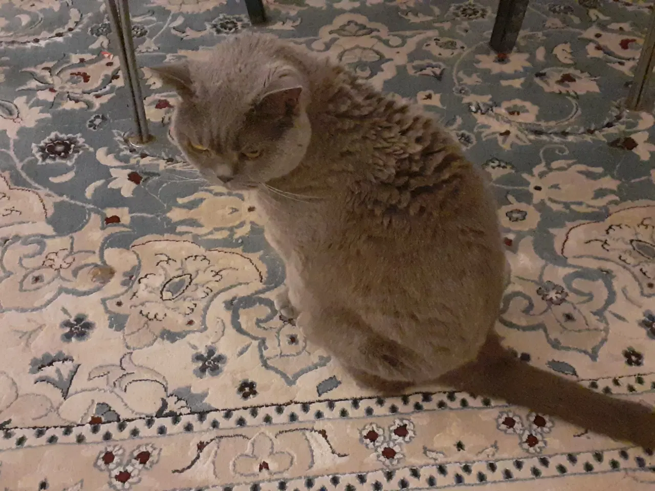 Billede 1 - Kat Sidse British Shorthair gratis