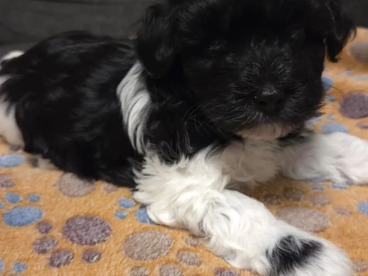 Billede 14 - Søde Maltipoo hvalpe søger nye hjem