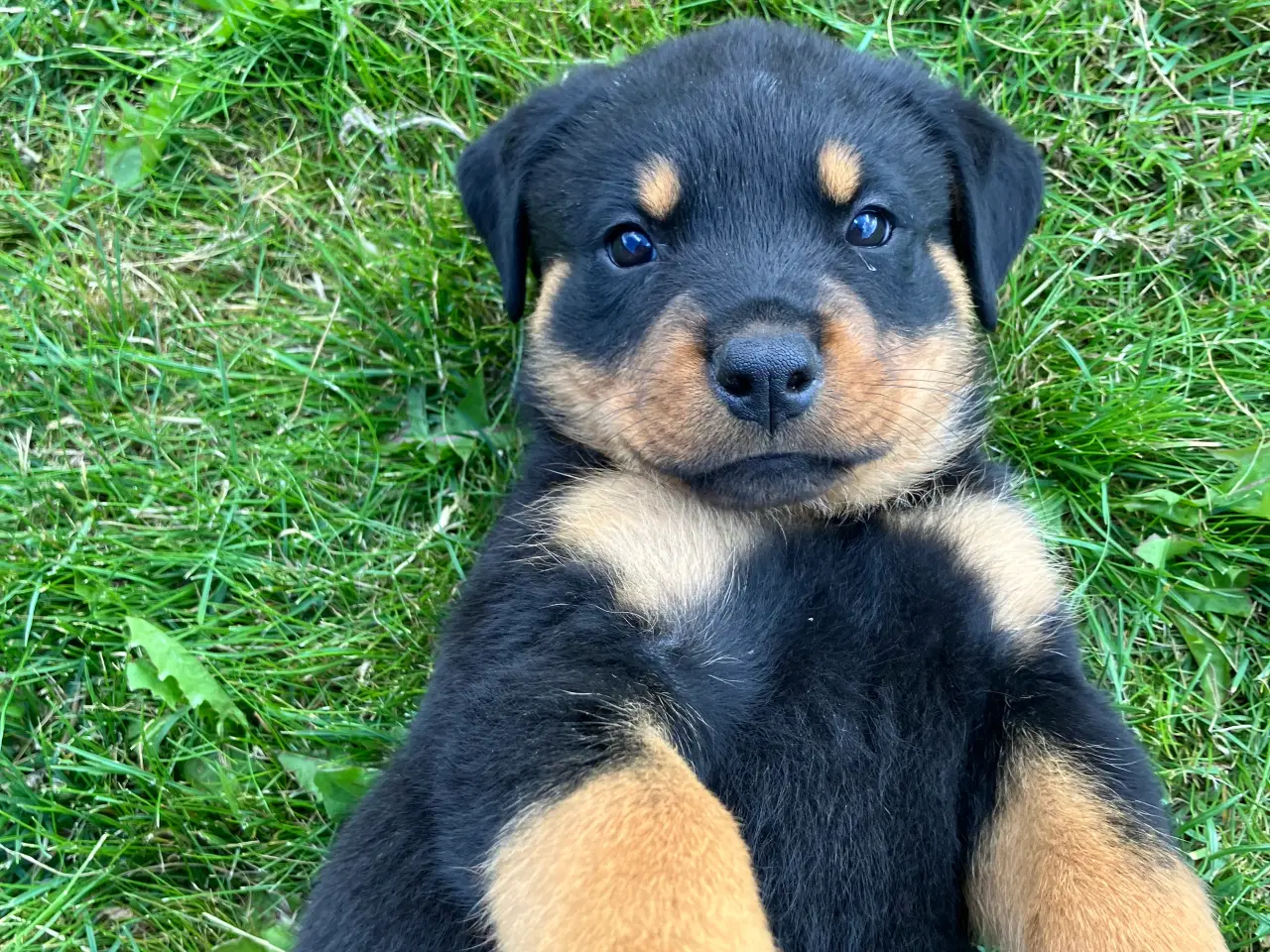 Billede 4 - Ægte Rottweiler hvalpe til salg 