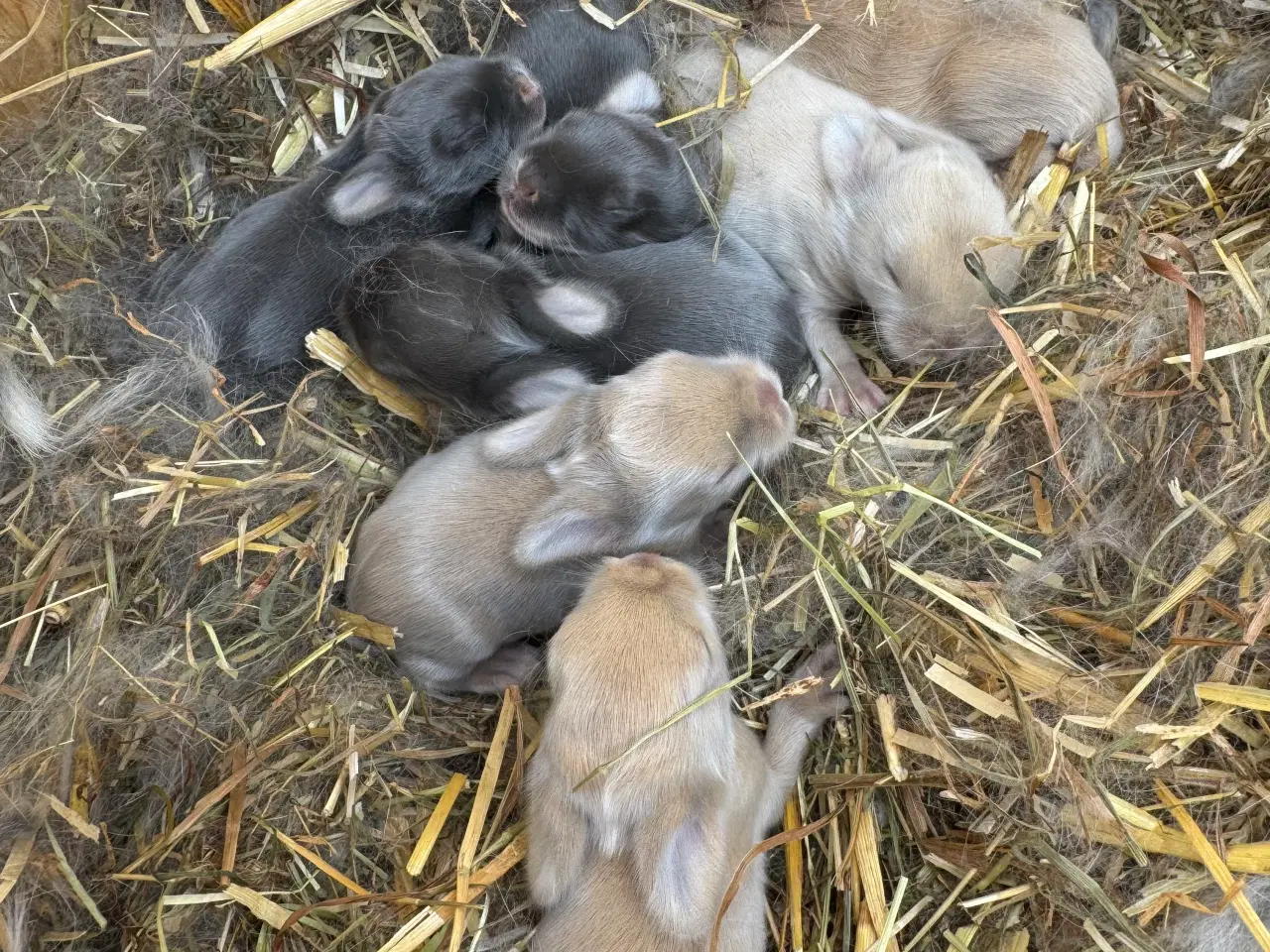 Billede 3 - Minilop kanin unge 