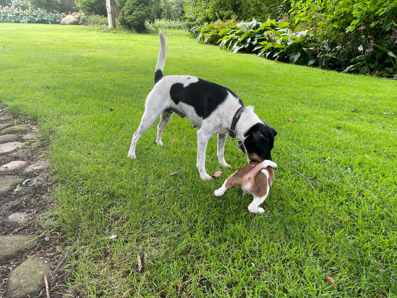 Billede 9 - 3 kvikke hanner tilbage