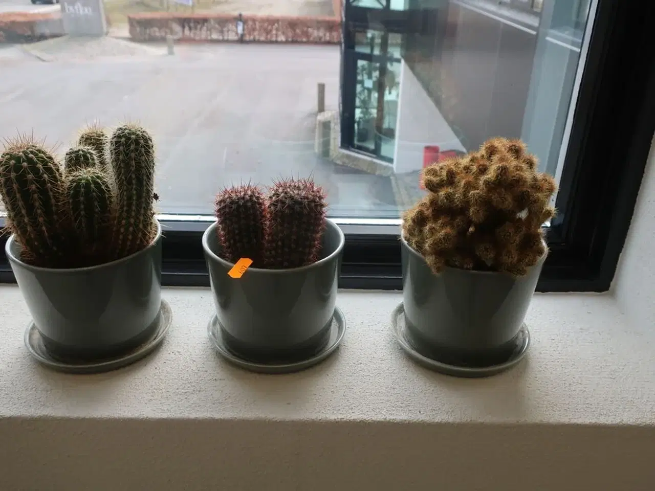 Billede 1 - 3 stk. kaktusser