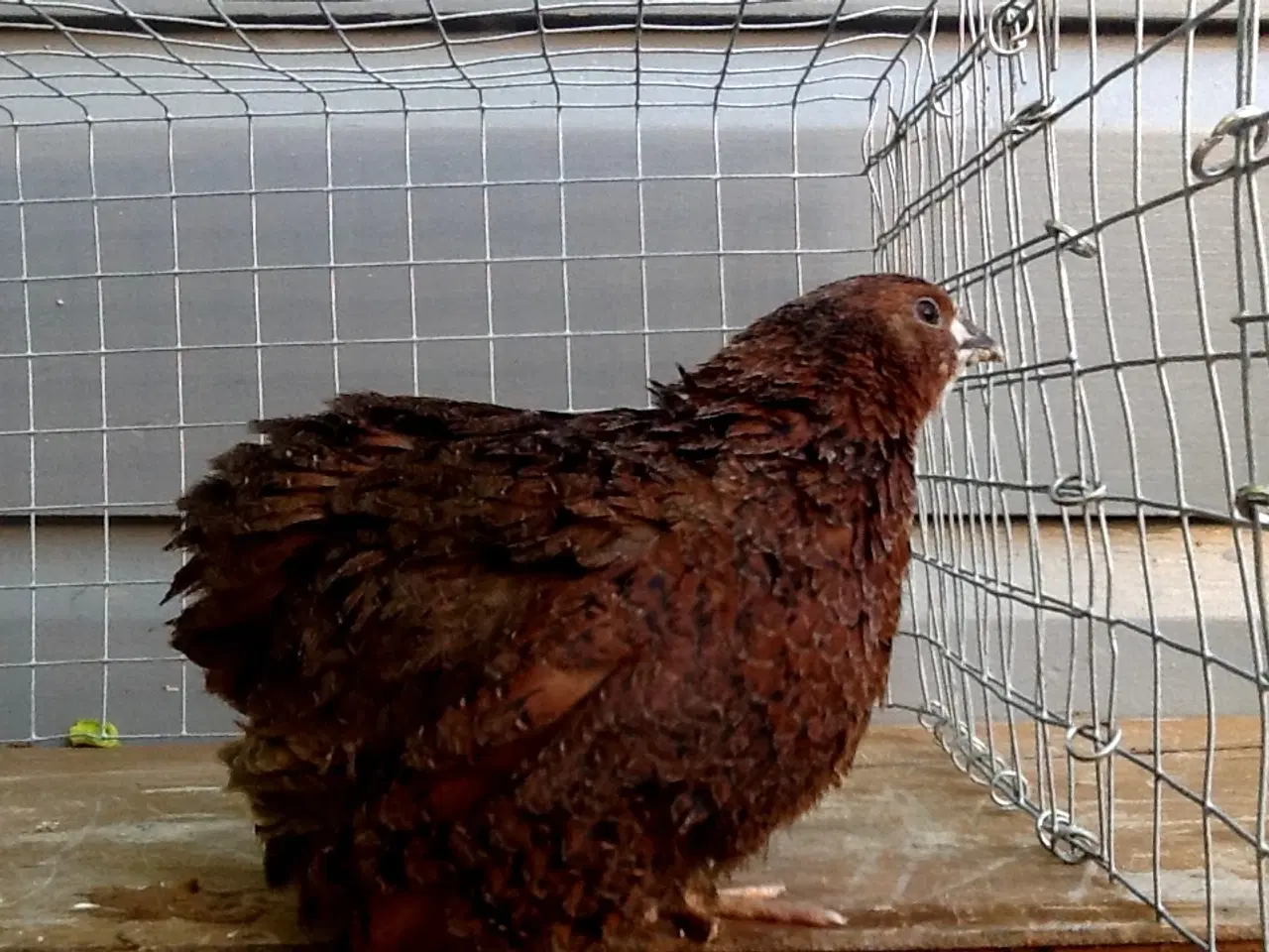 Billede 2 - Billige æglæggende jumbo vagtler!🐥