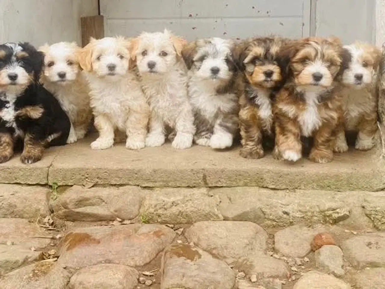 Billede 2 - Bichon havanaise han i rød zobel udbydes til avl, 