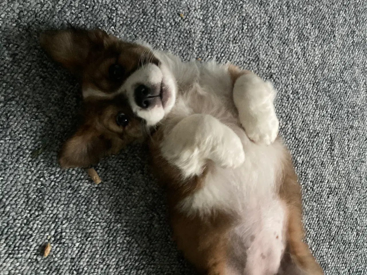 Billede 4 - Corgi terrier