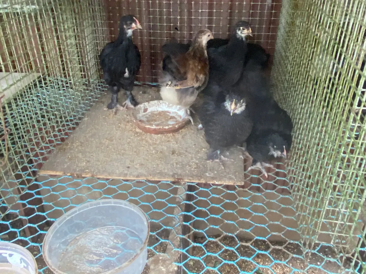 Billede 2 - Kyllinger af racerne kæmpe Kocing- Astrolops