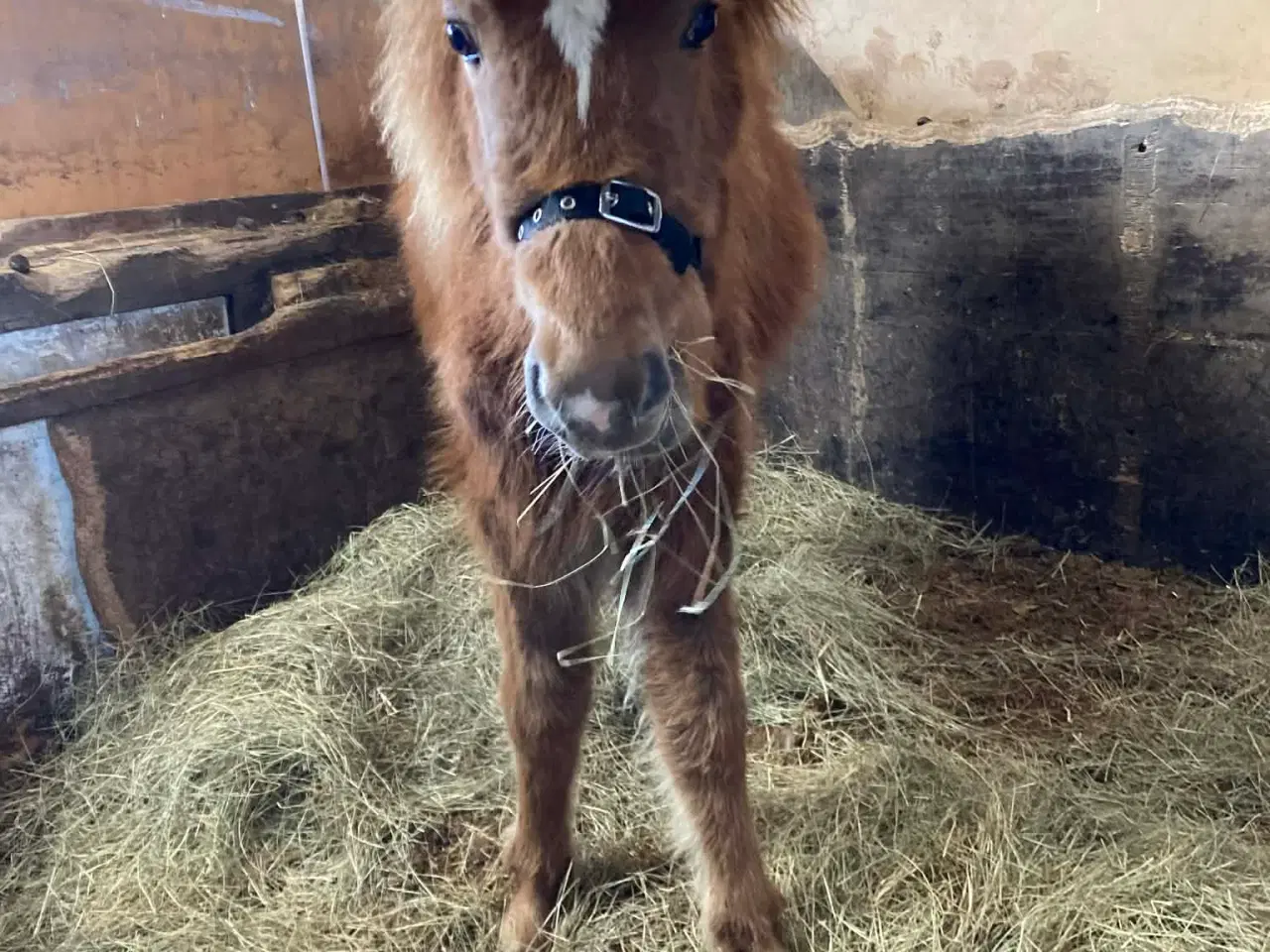 Billede 6 - Charmetrold søger familie