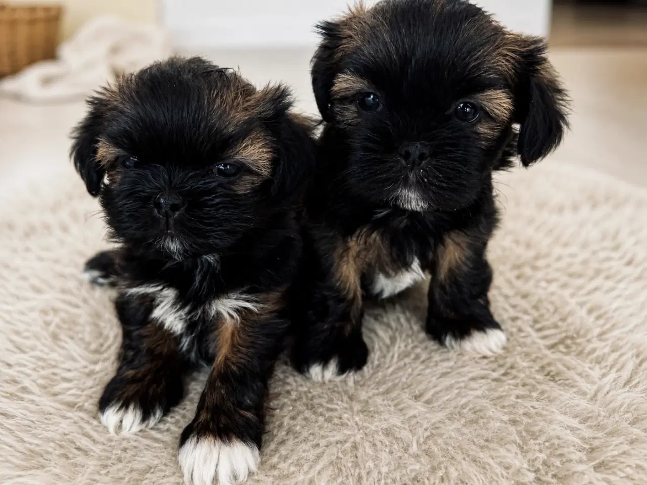 Billede 1 - Lhasa Apso tæver med DKK stamtavle 