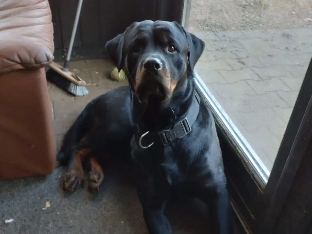 Billede 3 - Rottweiler han hvalp sælges 