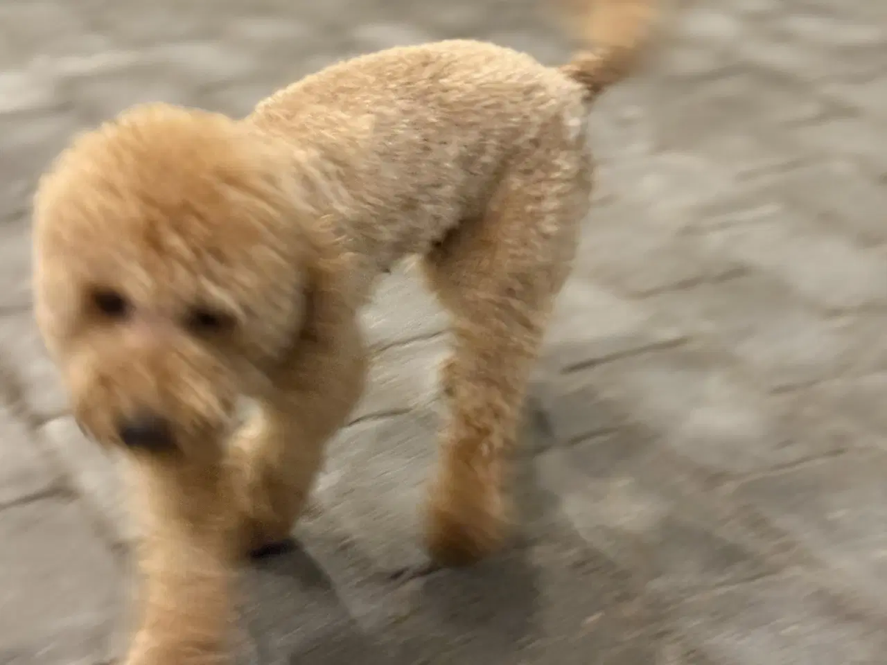 Billede 13 - Toy puddle hvalpe