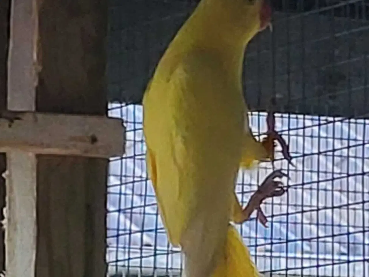 Billede 2 - Parakit hun