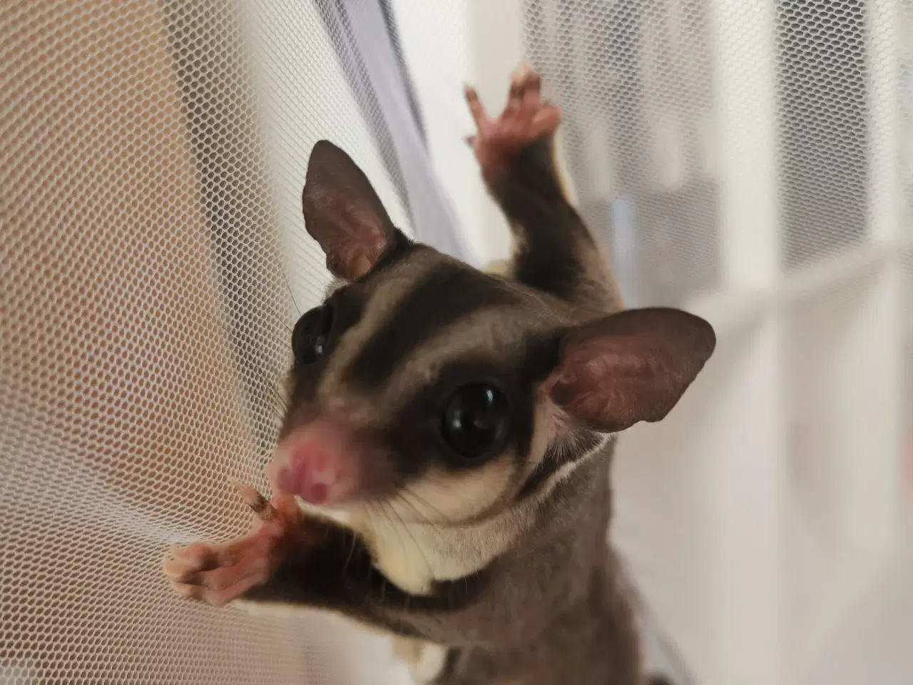 Billede 12 - Sugarglider