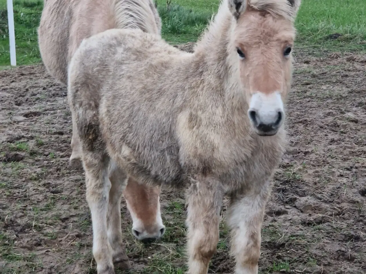 Billede 6 - Hoppe og hingsteplag sælges.