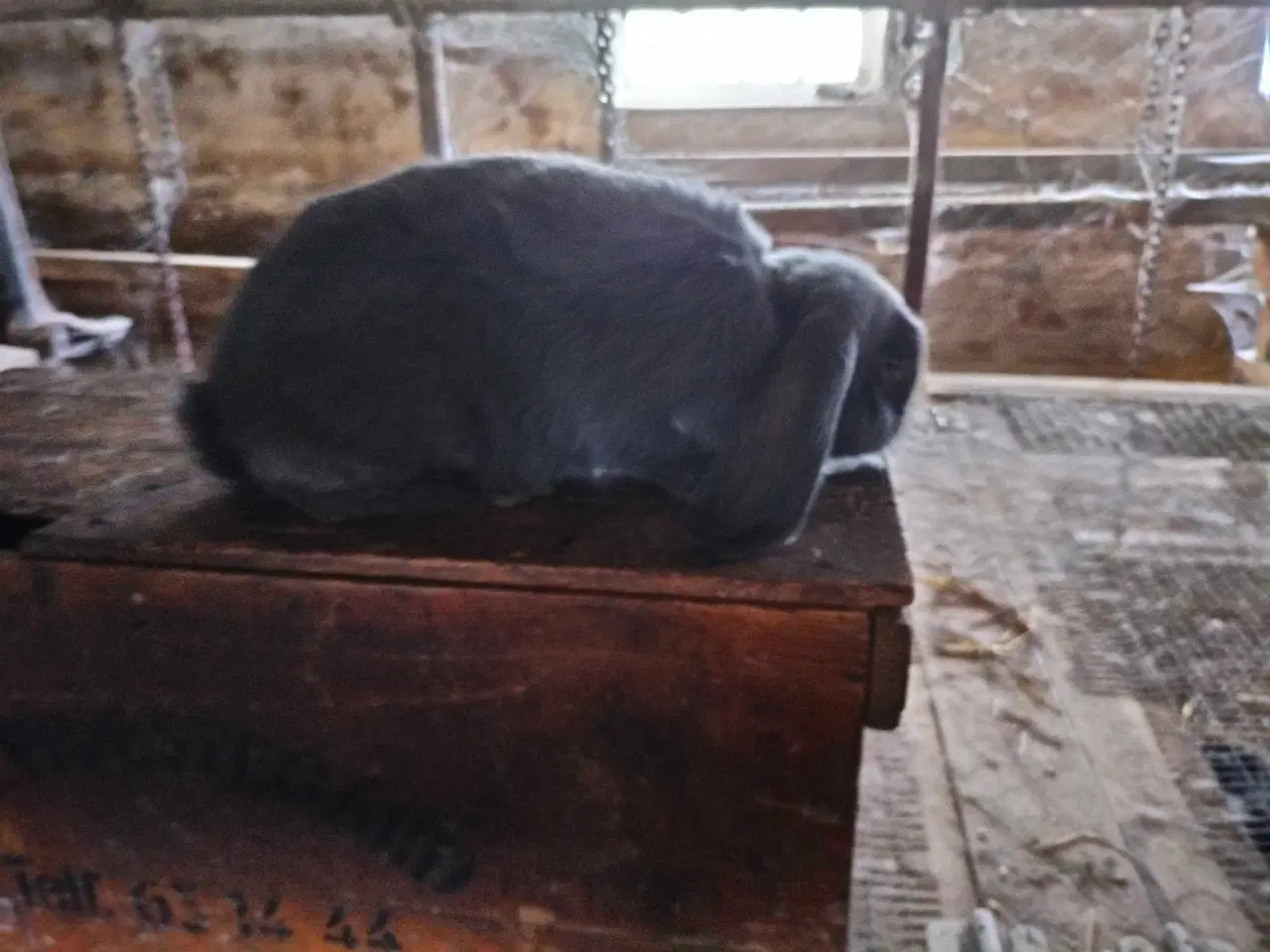 Billede 1 - Fransk vædder