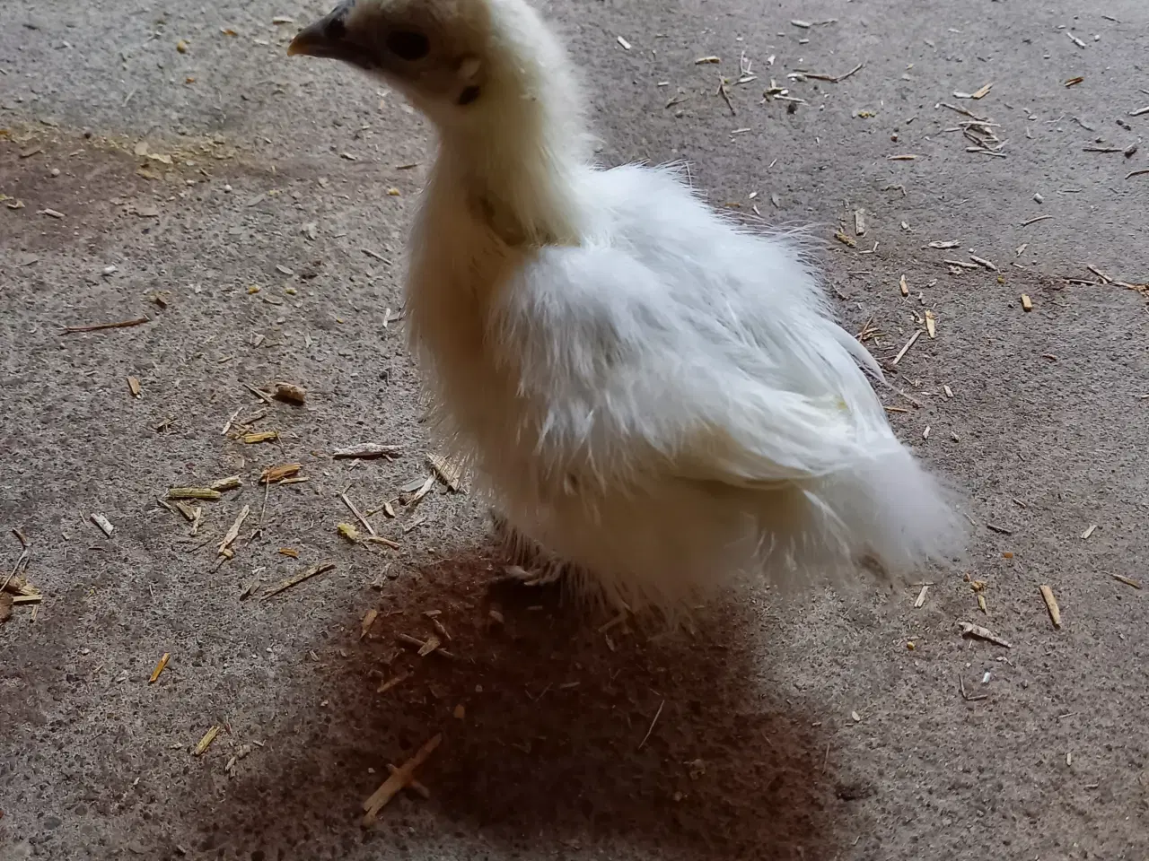 Billede 3 - Kyllinger af dværg silkehøns