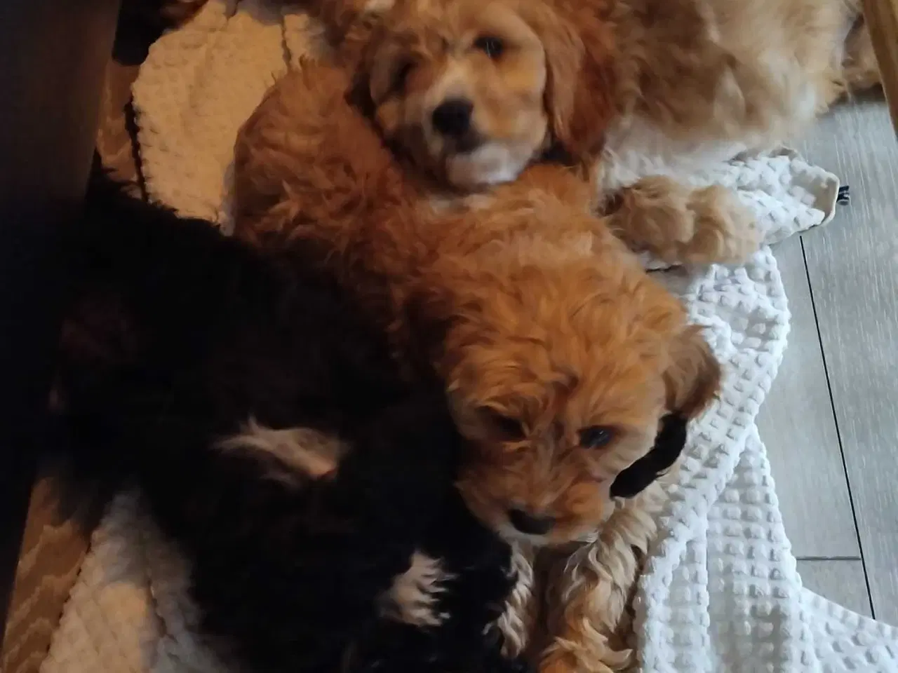 Billede 3 - Lækre bløde cavapoo hvalpe 