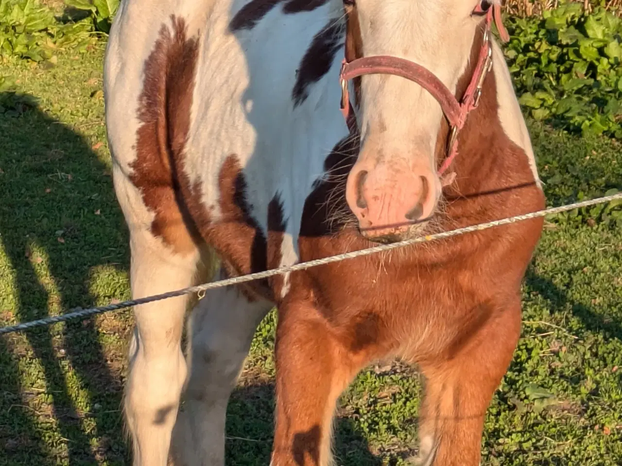 Billede 2 - Tinker /Irish cob hoppe føl