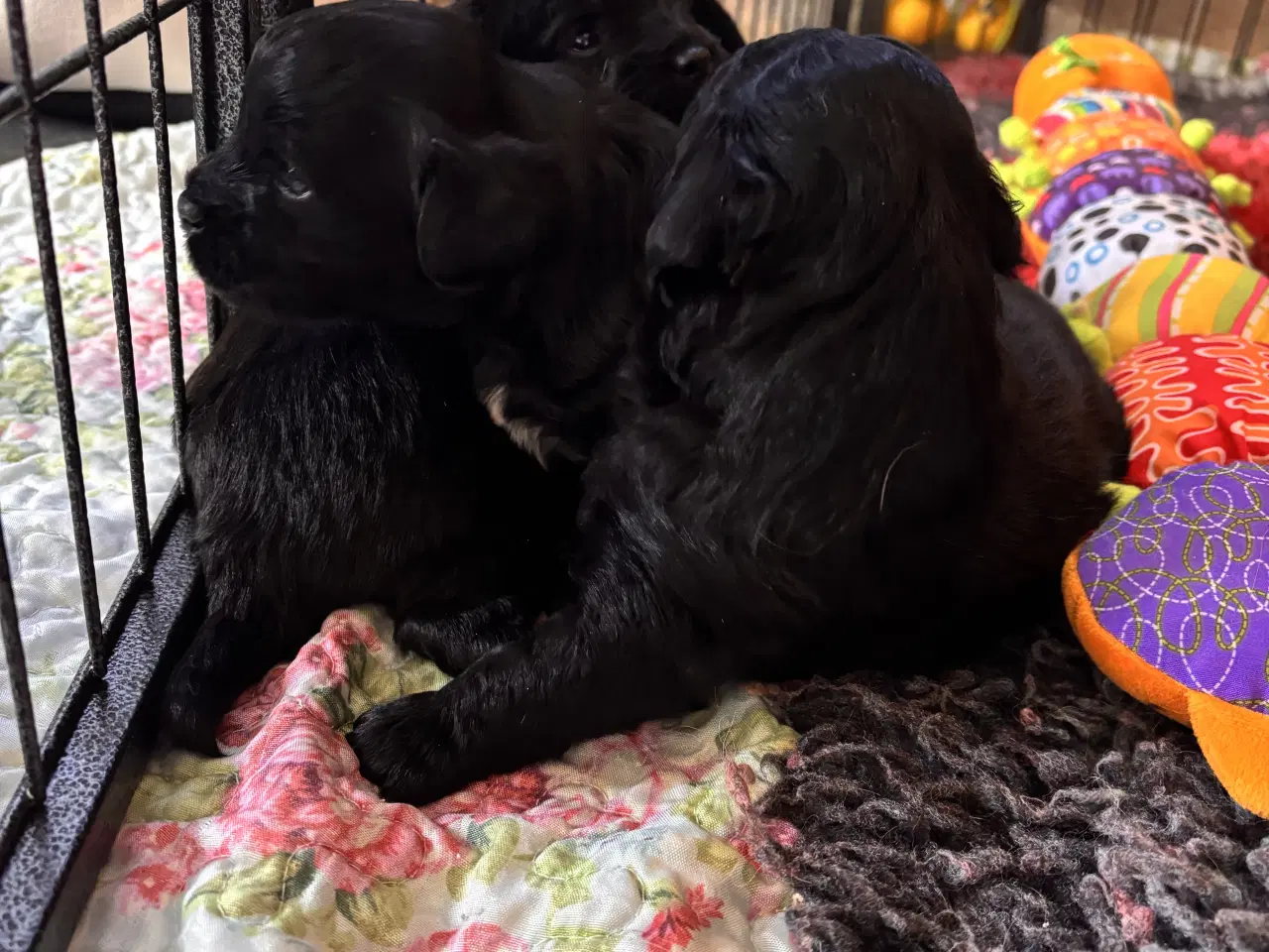 Billede 3 - Dejlige små bamser 💗