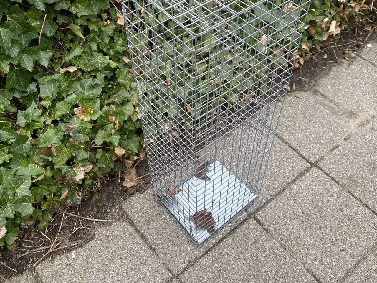 Billede 1 - Mårfælde til at fange husmår eller lignende