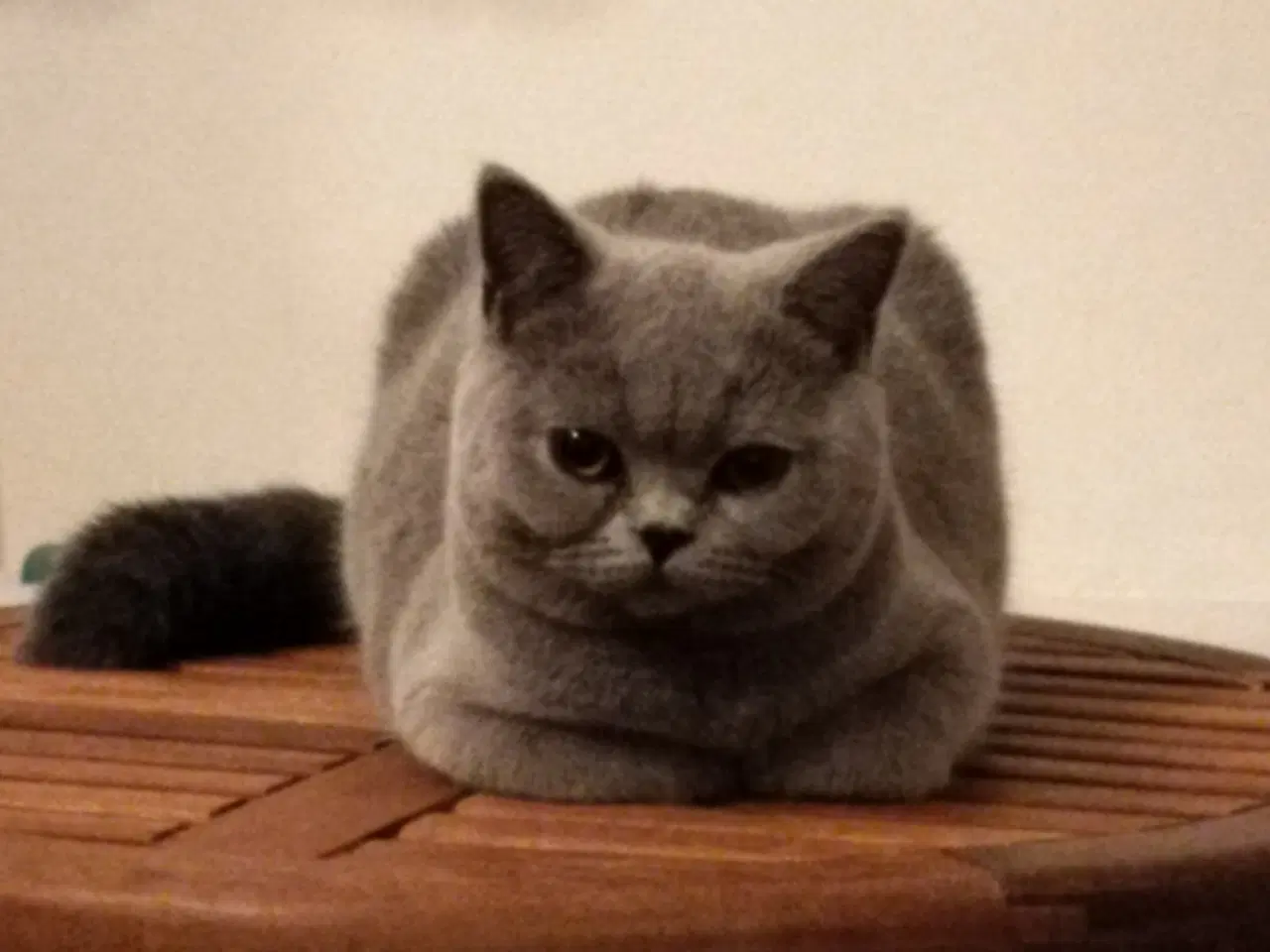 Billede 2 - British Shorthair, 2 store killinger