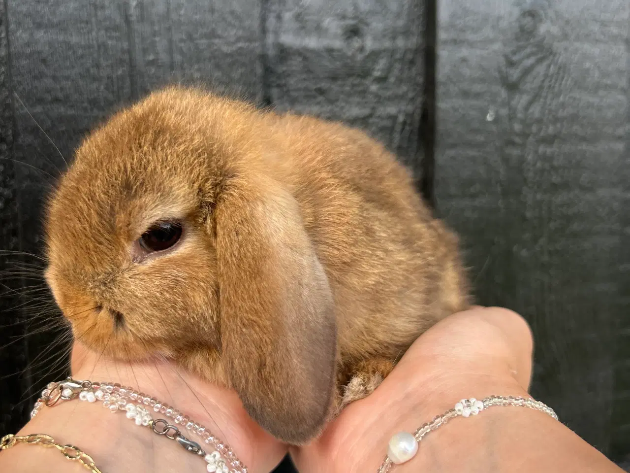 Billede 4 - Mini lops og Lion lops