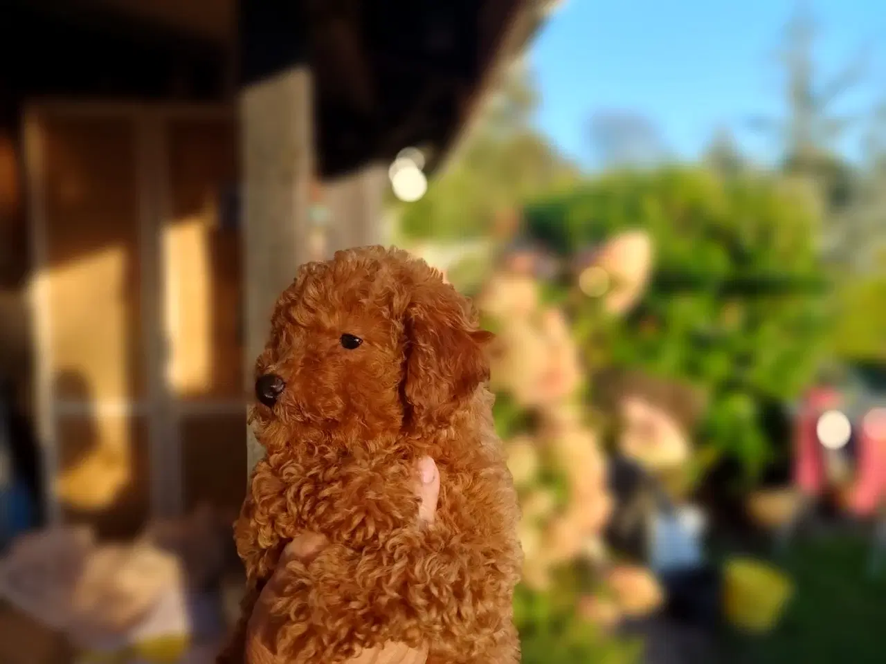 Billede 2 - Puddel/ Maltipoo pige sælges 
