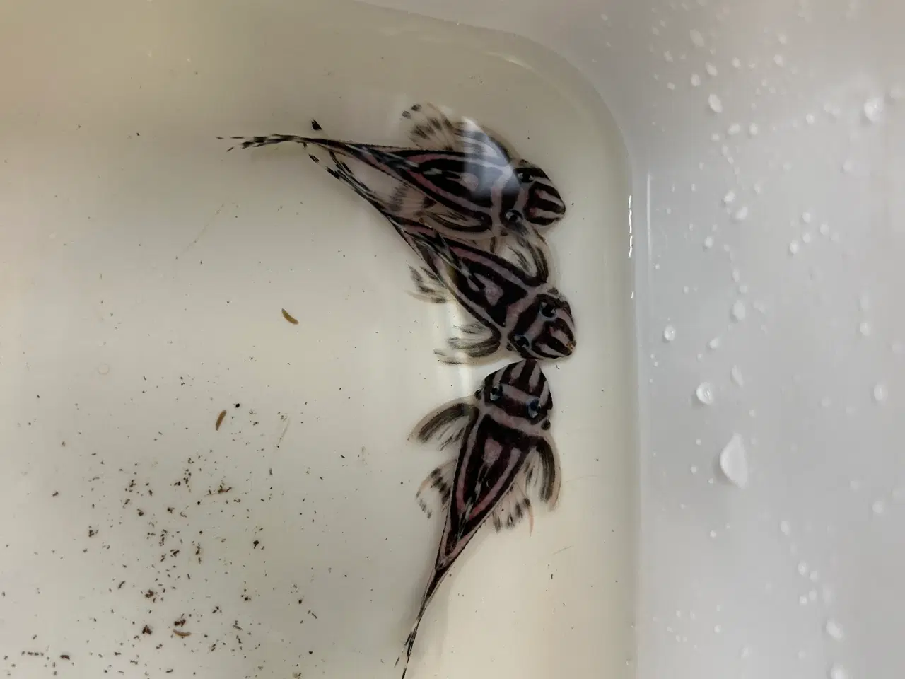 Billede 2 - L46 Hypancistrus Zebra