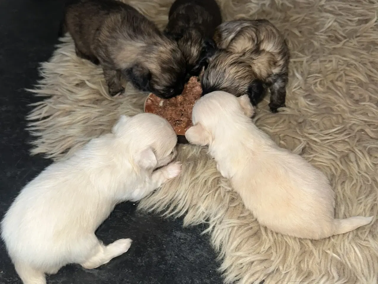 Billede 17 - Skønne chihuahua blandings hvalpe 