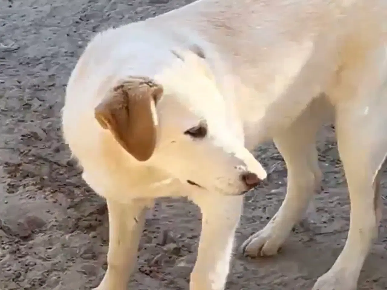 Billede 1 - Åh åh åh Buster… kigger efter sin familie