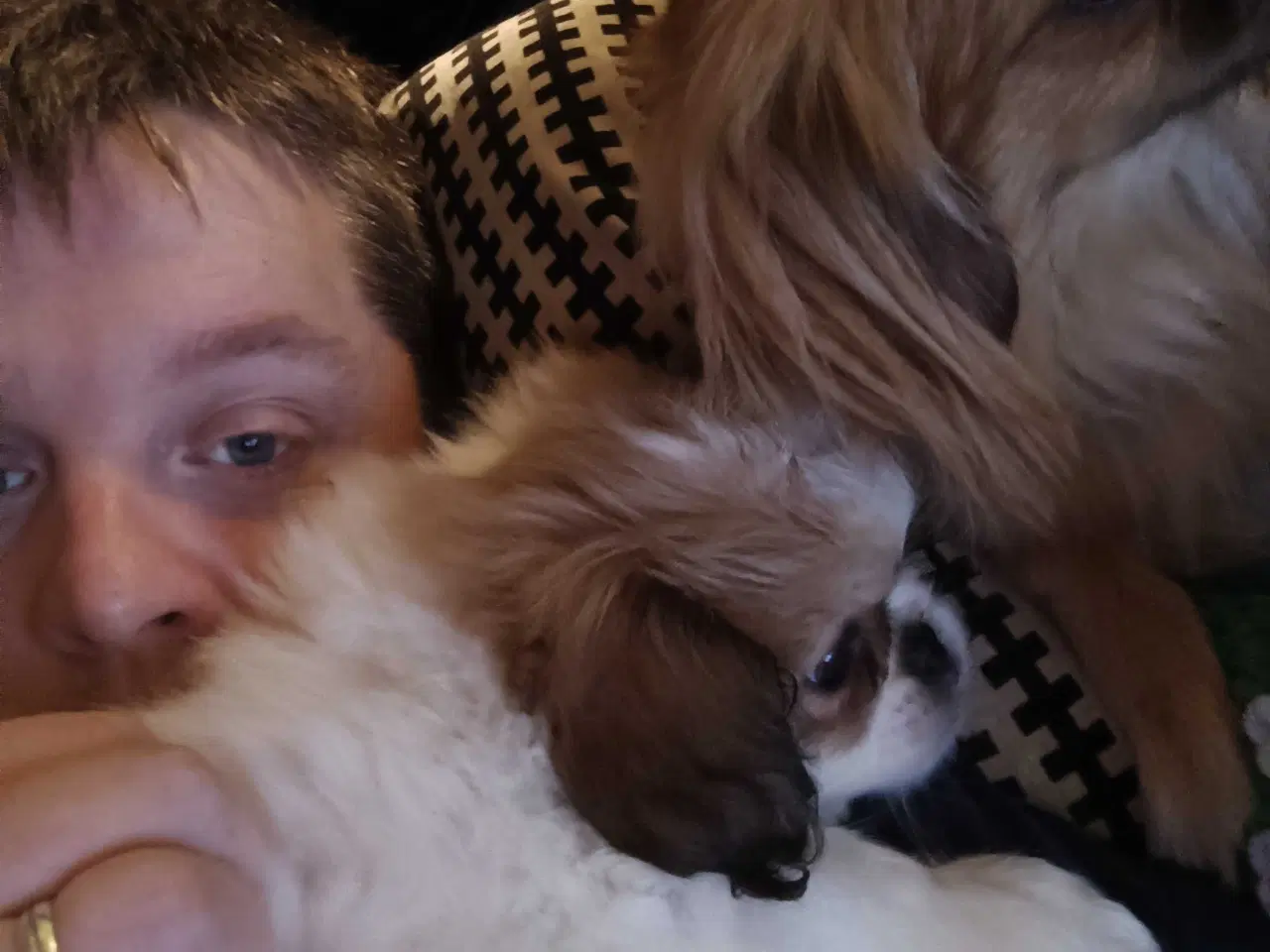 Billede 5 - Lækker hvapse 