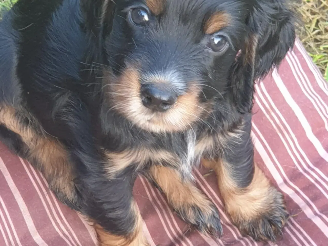 Billede 4 - engelsk cocker spaniel