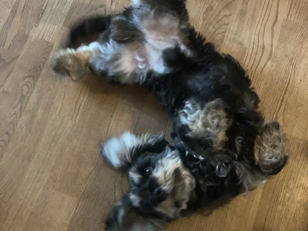 Billede 2 - Futti søger nyt hjem