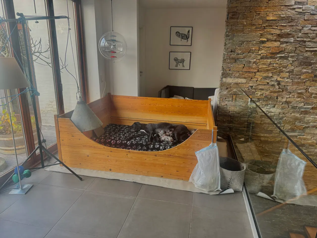 Billede 21 - Grand Danois hvalpe