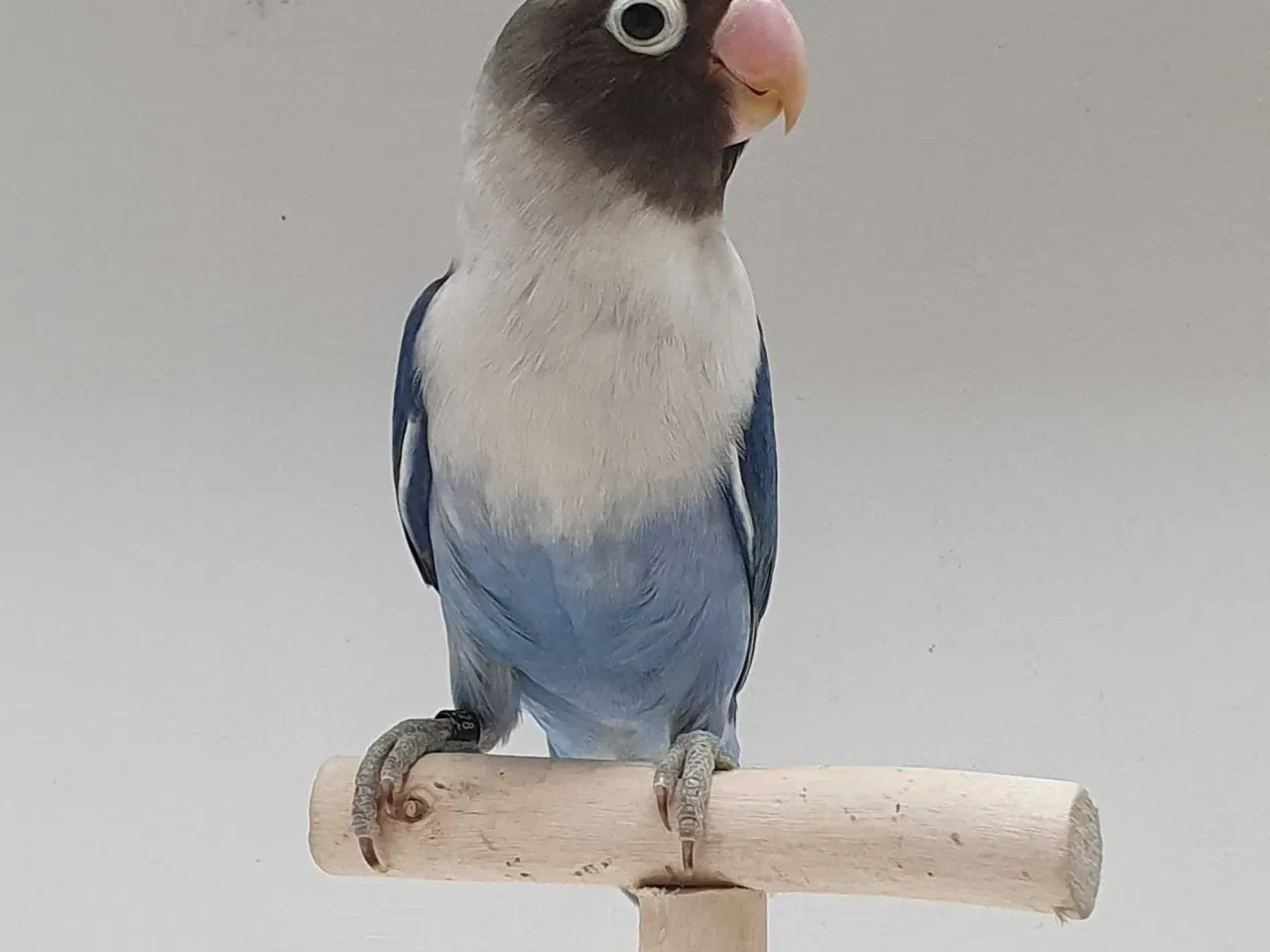 Billede 3 - Meget flot Sorthovedet dværgpapegøje