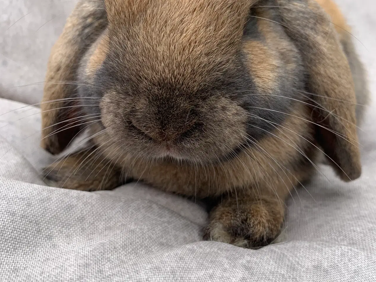 Billede 1 - Mini lop han meget lille 