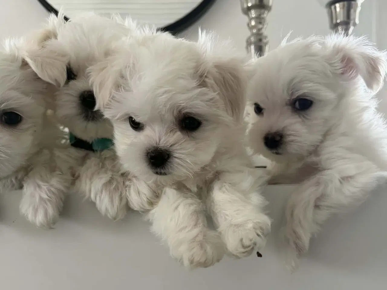 Billede 8 - Malteser 8 uger