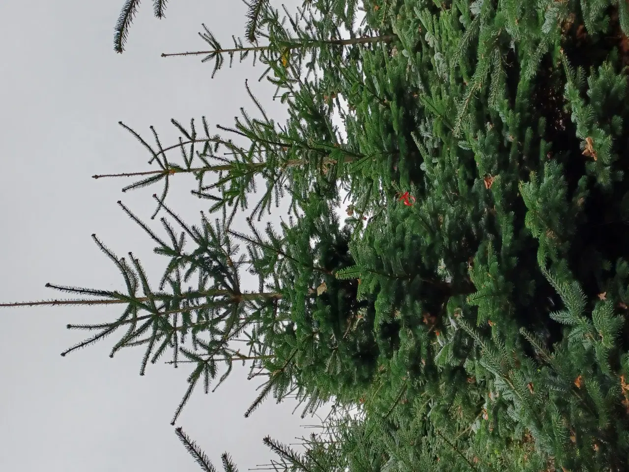 Billede 1 - HØJE JULETRÆER SÆLGES