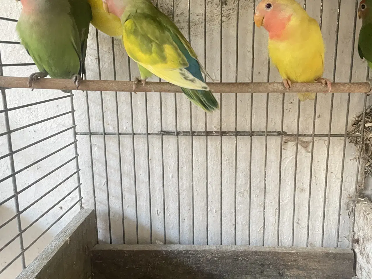 Billede 1 - Dværgpapegøjer 