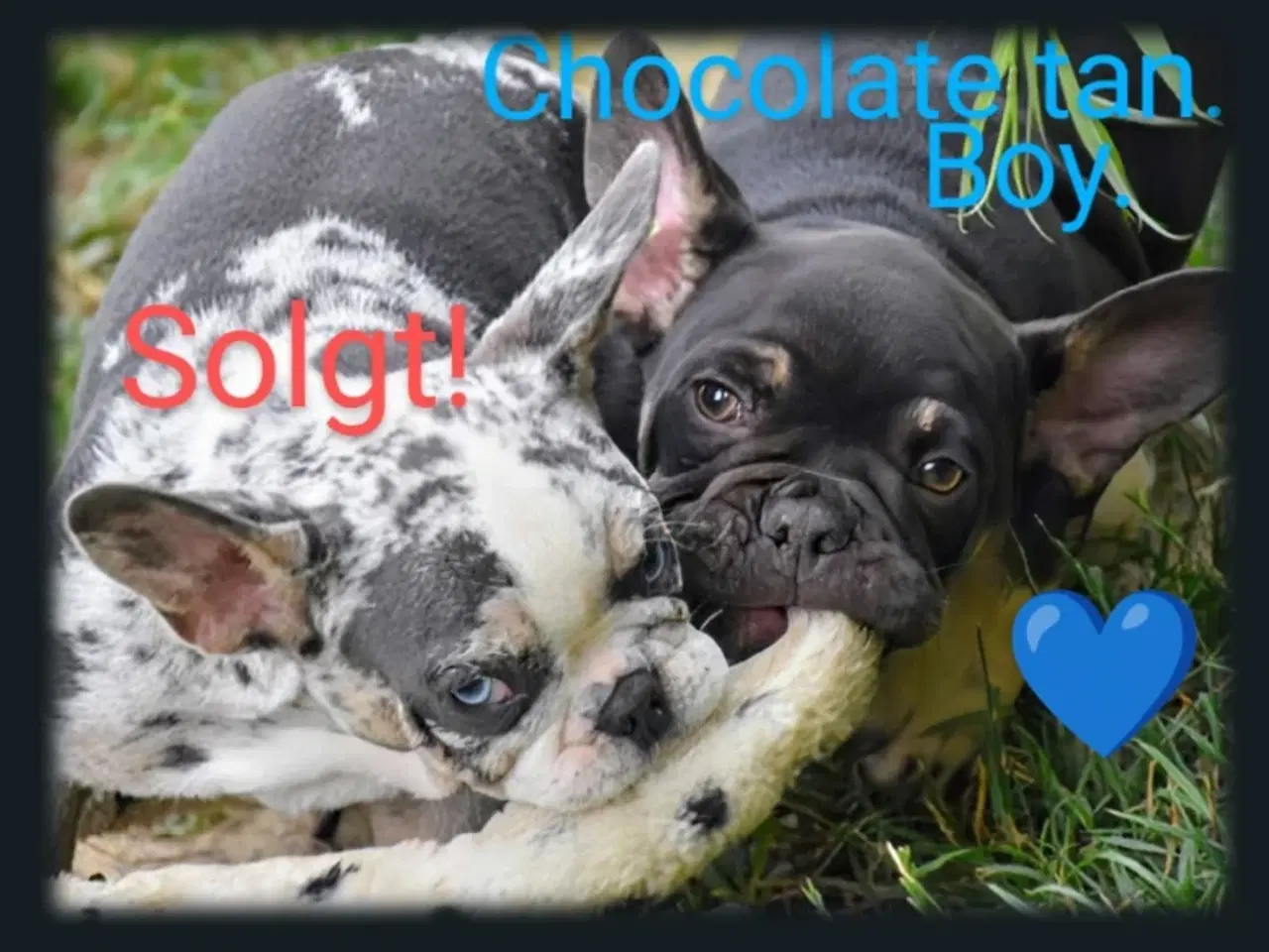 Billede 6 - Fransk bulldog hvalpe.