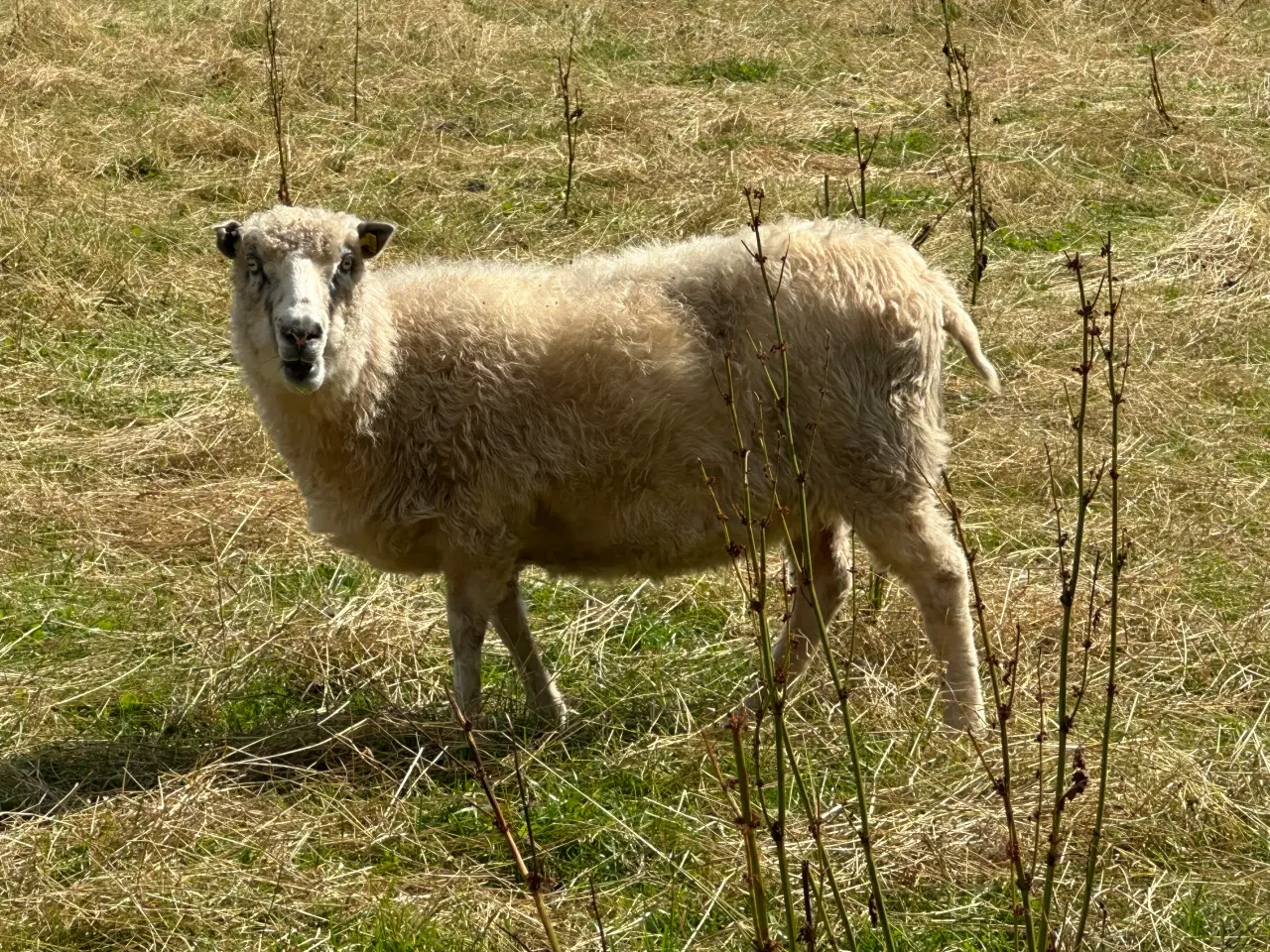 Billede 4 - Spælsau får og gimmer