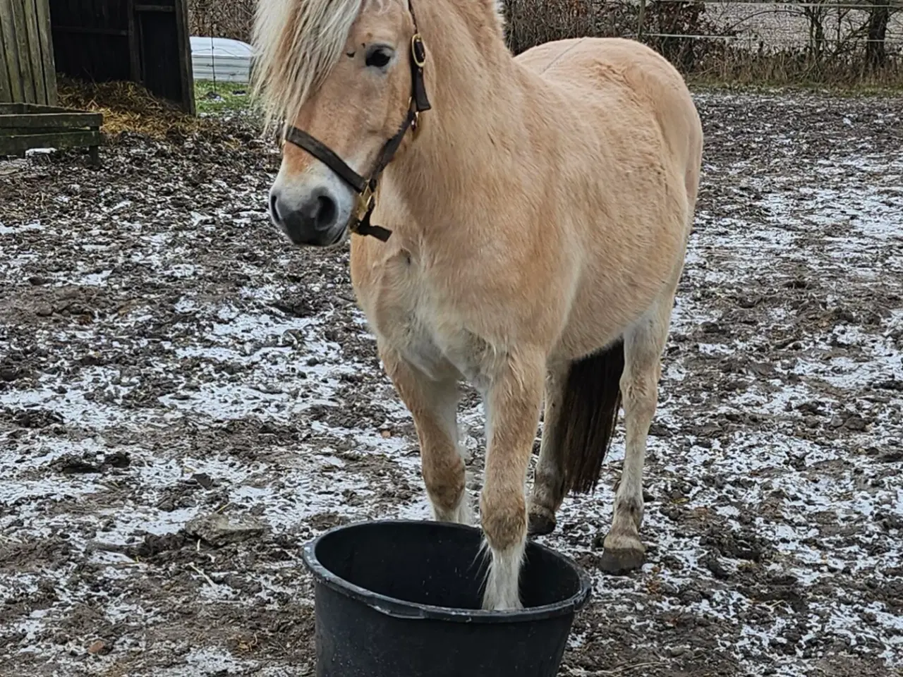 Billede 2 - 3-års fjordhest 