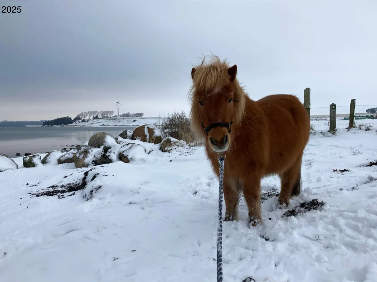 Billede 13 - Shetlænderen Betterøv