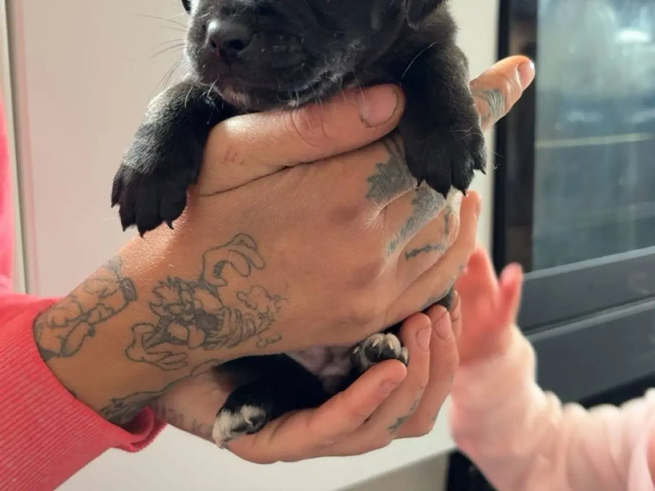 Billede 3 - Jack russel terry og mops hvalpe 