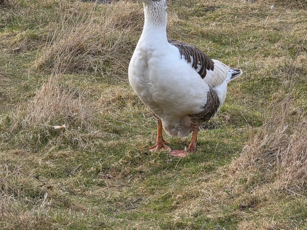 Billede 3 - Ruge æg fra gæs 