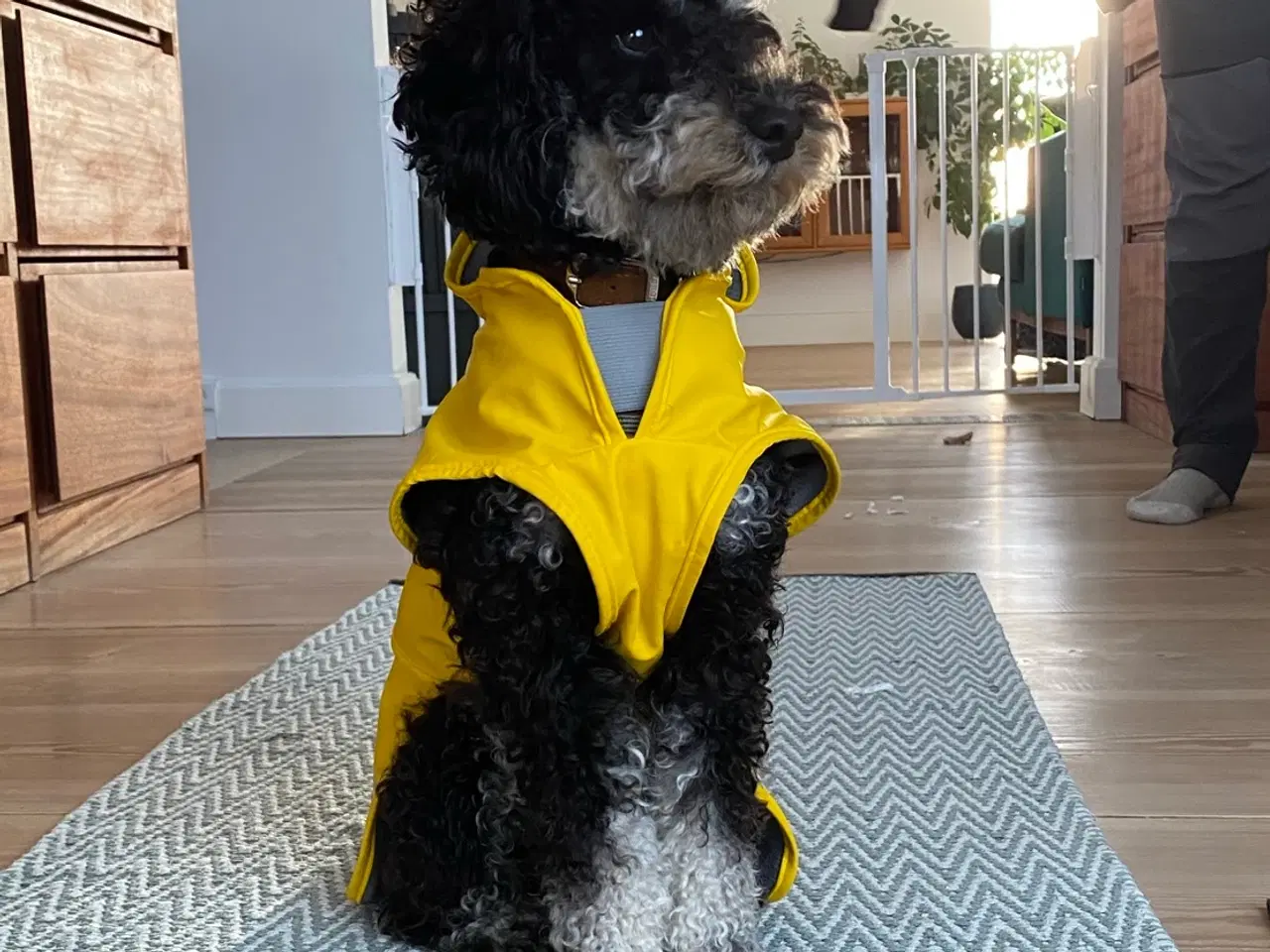 Billede 1 - 5-årig dværgpuddel, gratis