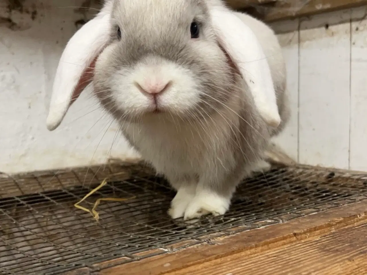 Billede 1 - Dværgkanin avlspar ♥️